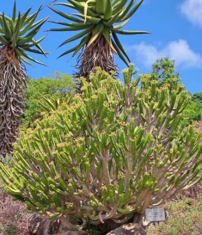 Euphorbia pentagona to dream about